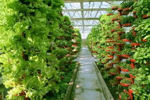 新疆农业特色产业发展之路 从初级农产品销售出发