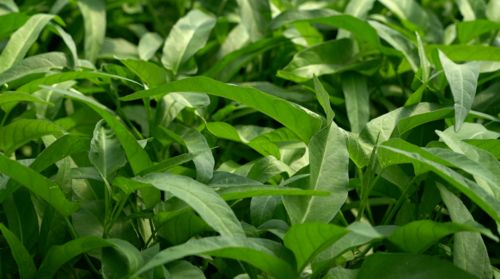 初级农产品销售指南 助力蔬菜上市轻松卖