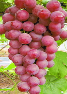 夏季去十方缘活葡萄种植基地摘葡萄吧