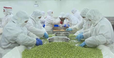 临沂好品，匠心农香 从田间到舌尖的馈赠